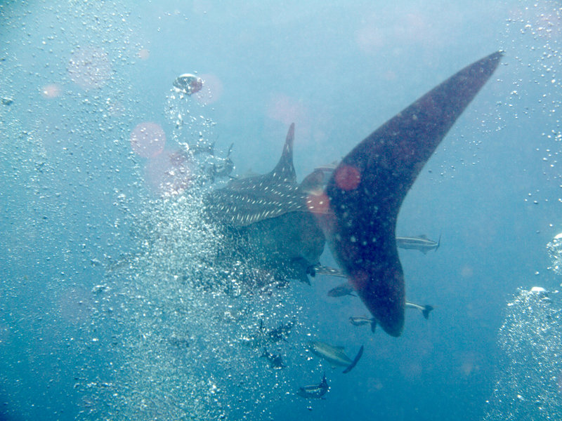 Southwest Pinnacle, Whale Shark